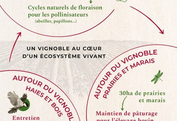 "Un vignoble dans un écosystème vivant." (COS D'ESTOURNEL)