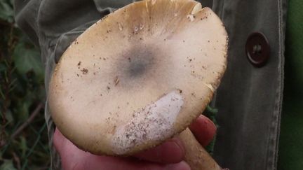 Santé : les intoxications aux champignons en forte hausse dans le Grand Ouest