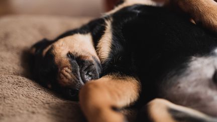 Selon le vétérinaire qui a examiné le rottweiler les brûlures aux coussinets indiquent qu'il a été trainé sur la route par une voiture, alors qu'il était accroché à sa laisse. Photo d'illustration. (WWW.ANITAPEEPLES.COM / MOMENT RF)