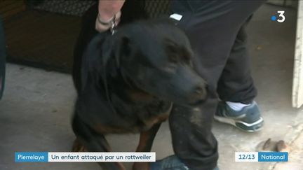 Un rottweiler a sauté sur un enfant de neuf ans à Pierrelaye (Val-d’Oise). La jeune victime est hospitalisée depuis le 8 juillet à l'hôpital Necker à Paris. (FRANCE 3)