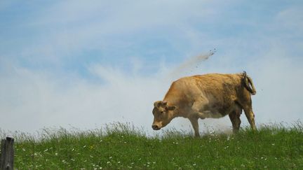 Selon les militaires,&nbsp;l'animal tu&eacute; mercredi 5 juin en Haute-Vienne "constituait une menace". (FRANCOIS DION / FLICKR / GETTY)