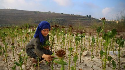 ... sauf, pour l'industrie du tabac. Sur cette photo, Naamah al-Durzi, une réfugiée syrienne de 13 ans, récolte des feuilles de tabac. Elle a fui la ville d'Idlib, dans le nord-ouest du pays, avec sa famille pour le village de Jibchit, au sud du Liban. Cette jeune fille travaille désormais pour une des fabriques de La Régie Libanaise Des Tabacs &amp; Tombacs. Cette entreprise, détenue et contrôlée par le ministère des Finances libanais, est l'une des rares à apporter de l'argent aux caisses de l'Etat. Et si le travail d'une adolescente peut sembler choquant, sa situation est enviable comparée à d'autres tant le chômage est important. De plus, les familles syriennes arrivées dans le pays ont souvent tout perdu. Dans les années 2000, le pays du Cèdre était habitué à une croissance à deux chiffres. Mais depuis le début de la guerre en Syrie, en 2011, le PIB du pays stagne entre 1 et 3%. (Bilal Hussein / AP / SIPA)