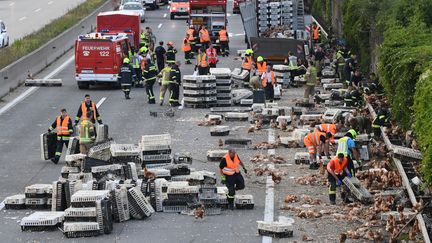 Des milliers de poules ont bloqué une autoroute en Autriche, le 4 juillet 2017. (FOTOKERSCHI.AT/KERSCHBAUMMAYR / APA)