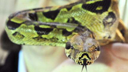 Un boa constrictor au centre de protection de la biodiversit&eacute; de Leiferde, en Allemagne, le 6 f&eacute;vrier 2014.&nbsp; (HOLGER HOLLEMANN / DPA)