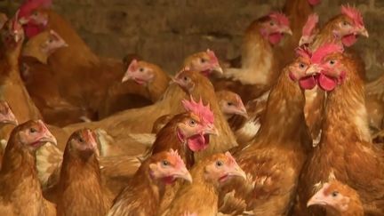 Grippe aviaire : les éleveurs contraints de confiner leurs bêtes