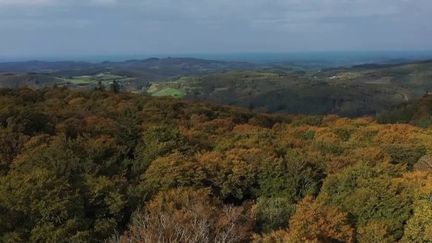 Forêts : les douces températures impactent le début de l’automne pour les arbres