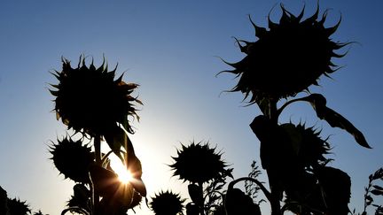 Un champ de tournesols victime de sécheresse, en Isère le 19 juillet 2022 (ROMAIN DOUCELIN / HANS LUCAS / AFP)