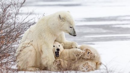 Une&nbsp;ourse polaire et son petit, à Churchill (Canada), le 21 février 2019. (MANON MOULIS / BIOSPHOTO / AFP)