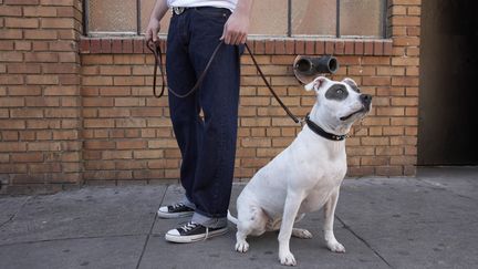 Des ultraconservateurs iraniens souhaitent punir lourdement les propri&eacute;taires de chiens, un animal qu'ils consid&egrave;rent comme impur. (FUSE / GETTY IMAGES)