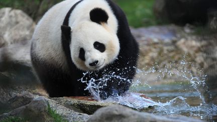 Huan Huan, femelle panda, dans son enclos du parc zoologique de Beauval, dans le Loir-et-Cher, le 26 mars 2016. (GUILLAUME SOUVANT / AFP)