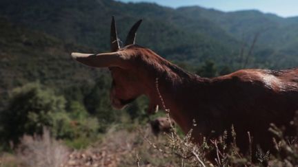 Tout l’été, l’équipe du 20 Heures vous a emmené sur la route des vacances. Vendredi 19 août, elle s’est posée du côté des Cévennes. (FRANCE 2)