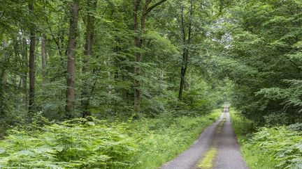 Environnement : les forêts surexploitées ?