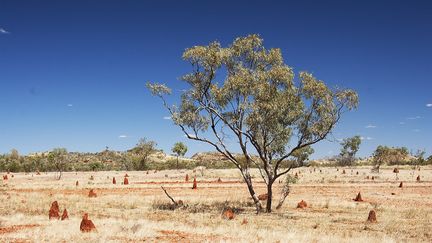 Un arbre et des termiti&egrave;res dans l'Outback australien. (EDOUARD BENSE / BIOSPHOTO / AFP)