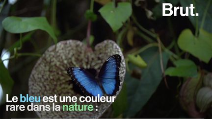 De nombreux éléments naturels ont des couleurs fixes, d'autres ont des teintes fluctuantes. Voici pourquoi.