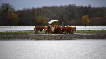 Des vaches face à la crue de la Dronne, à Coutras (Gironde), le 13 décembre 2023. (CHRISTOPHE ARCHAMBAULT / AFP)