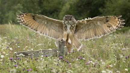 Un hibou grand-duc, en Allemagne, le 26 ao&ucirc;t 2014. (ROSL ROESSNER / BIA / MINDEN PICTURES / AFP)