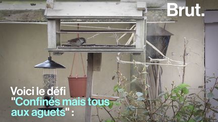 Observer les oiseaux pendant le confinement, c'est le défi lancé par LPO France. Voilà comment ça marche.