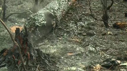 Incendies : plusieurs pyromanes arrêtés dans toute la France (FRANCE 2)