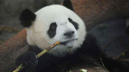 &nbsp; (La population des pandas géants sauvages a augmenté de 17% en 10 ans en Chine © Maxppp)