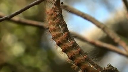 Var : les chenilles infectent la forêt et les vignobles