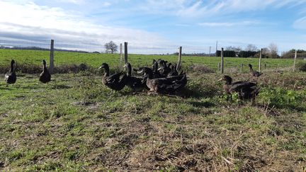 Un élevage de canards Kriaxera. (BIXENTE VRIGNON / RADIOFRANCE)