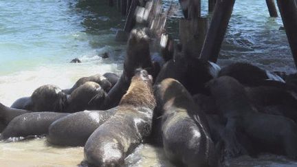 Le lion de mer est une&nbsp;espèce protégée par une interdiction de chasse. Il pose cependant de sérieux problèmes aux pêcheurs en détruisant leurs filets.&nbsp; (France 24)