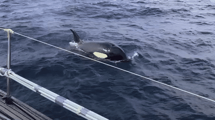 Espagne : un navigateur français victime d’une attaque d’orques sur son bateau près de Cadiz (France 3)