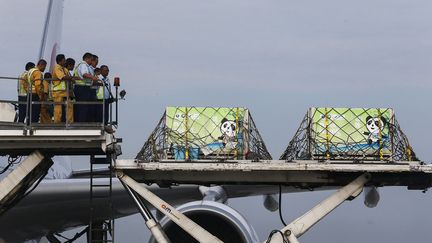 Deux pandas g&eacute;ants arrivent &agrave; Kuala Lumpur (Malaisie), le 21 mai 2013. Ils sont pr&ecirc;t&eacute;s par la Chine pour 10 ans afin de comm&eacute;morer le 40&egrave;me anniversaire des relations diplomatiques entre les deux pays. (SAMSUL SAID / REUTERS)