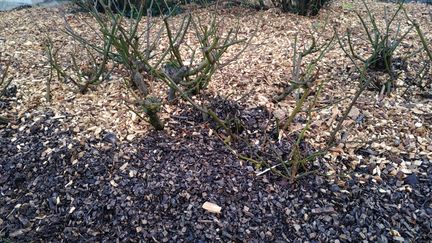 Pour pailler, utiliser du paillis de branchages. Évitez les gros copeaux. (ISABELLE MORAND / JL LEBRUN / RADIO FRANCE / FRANCE INFO)