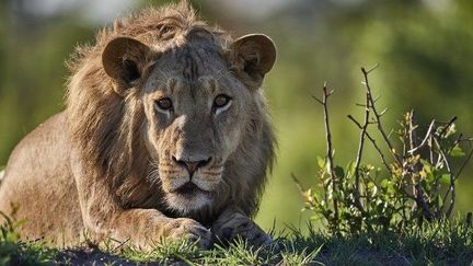 Un lion dans le parc du Hwange au Zimbabwe. (ERIC LE GO / ONLY WORLD / ONLY FRANCE)