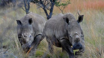 Deux rhinocéros blancs à Limpopo (Afrique du Sud) en mars 2012. (AFP- ALEXANDER JOE )