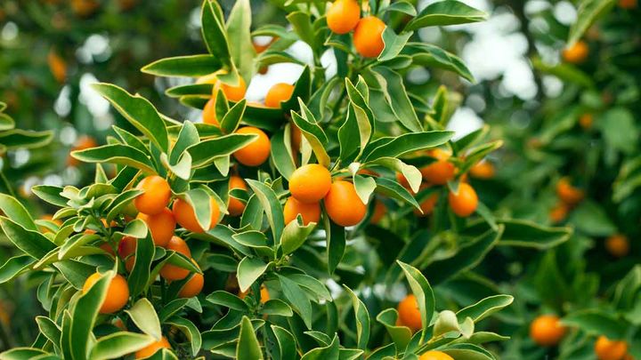 &nbsp; (Branche de kumquats © Fotolia)