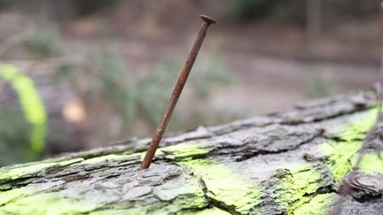 Ottendorf-Okrilla/Saxe/ Allemagne. Un clou enfoncé par des militants écologistes est coincé dans une souche d'arbre sur une parcelle de forêt précédemment occupée à Heidebogen, pour rendre plus difficile l'abattage des arbres. Une superficie totale de 7,5 hectares a été défrichée par l'entreprise publique allemande Sachsenforst pour l'entreprise de gravier KBO. (Illustration) (SEBASTIAN KAHNERT / PICTURE  VIA GETTY IMAGES)