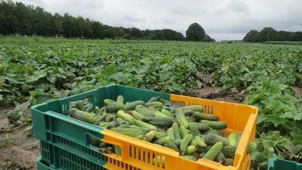 Champs de culture de cornichons.&nbsp; (ISABELLE MORAND / RADIO FRANCE / FRANCE INFO)