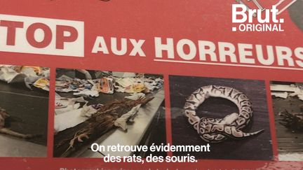 Parmi les tonnes de déchets qu'ils trient chaque jour, ces agents de tri découvrent parfois des choses improbables. Fanny et Thomas travaillent dans une usine de tri en Bretagne et ont raconté à Brut leur quotidien.