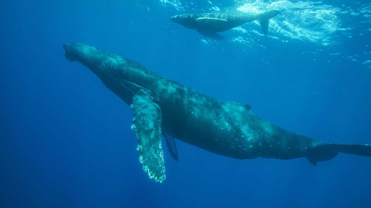 Biodiversité : Des Chercheurs à La Poursuite Des Baleines Pour Mieux ...