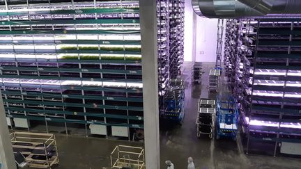 Des étagères sur 14 niveaux et 10 mètres de haut où poussent les salades sous la lumière violacée des LED à&nbsp;Nordic Harvest à Copenhague (Danemark), le 24 mai 2021. (JEROME JADOT / RADIO FRANCE)