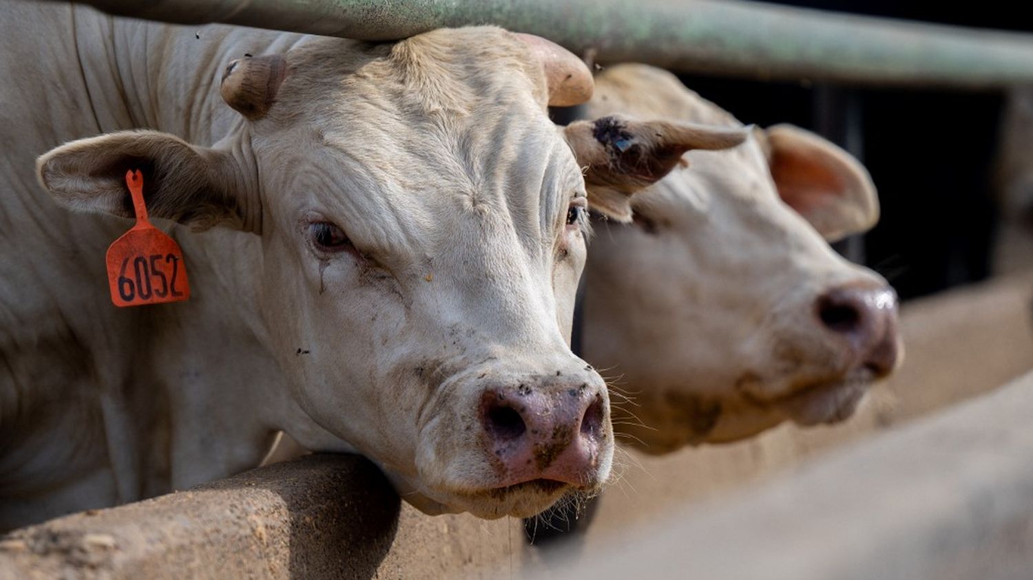 Unprecedented cases of avian flu have been detected in dairy cows in the United States