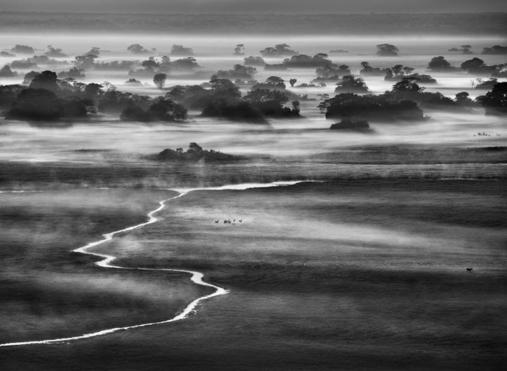 &nbsp;"Kafue National Park, Zambia, 2010"&nbsp;issue de la série Genesis.&nbsp; (@Sebastião Salgado)