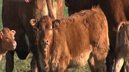 50 animaux sont morts à cause de la fièvre charbonneuse dans les Hautes Alpes