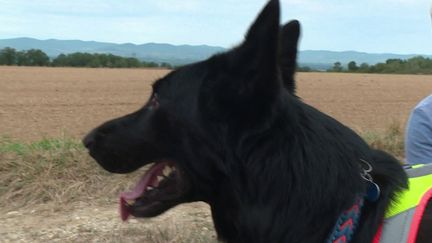 La recherche utilitaire est une discipline sportive canine, qui a pour but de chercher des personnes disparues. Dans l'Ain, Julie et son chien ont réalisé un entraînement. (France 2)