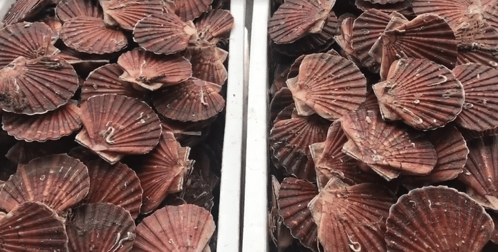 Coquilles Saint-Jacques sur l'étal. (Laurent Mariotte / Radio France)