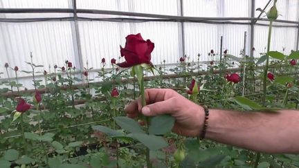 France 3 s'est rendue dans le Var où quelques rares producteurs de roses résistent face à la concurrence mondiale. (France 3)