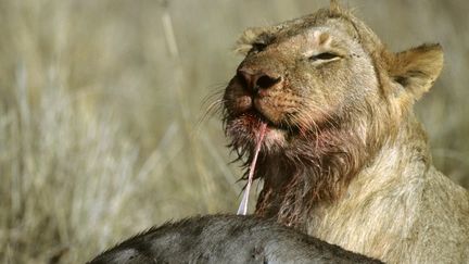 Une lionne mange un gnou dans la&nbsp;réserve nationale du Masai Mara (Kenya), en 2008. (FRANCK FOUQUET / BIOSPHOTO / AFP)