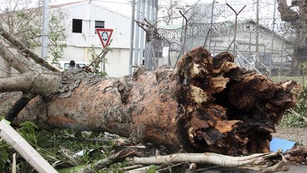 M&ecirc;me les arbres les plus gros n'ont pas r&eacute;sist&eacute; au passage du cyclone, comme celui-ci dans une rue de Port Vila. (  REUTERS)