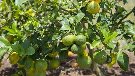 Santé : les agrumes, des fruits riches en vitamine C et bons pour la vue