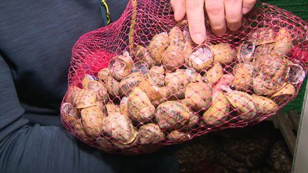 Les éleveurs d'escargots se préparent pour le printemps et la phase de reproduction. (FRANCE 3 / CAPTURE D'ECRAN)