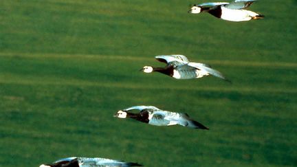  (Pas de signes cliniques du décalage horaire chez les oiseaux migrateurs. Pourquoi ? © Galatée Films)