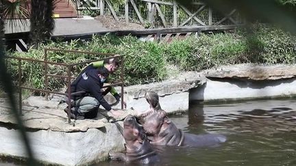 Déconfinement : les zoos se préparent à la réouverture du 19 mai (France 2)