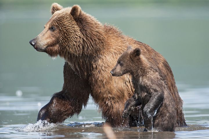 &nbsp; (Sergey Gorshkov)